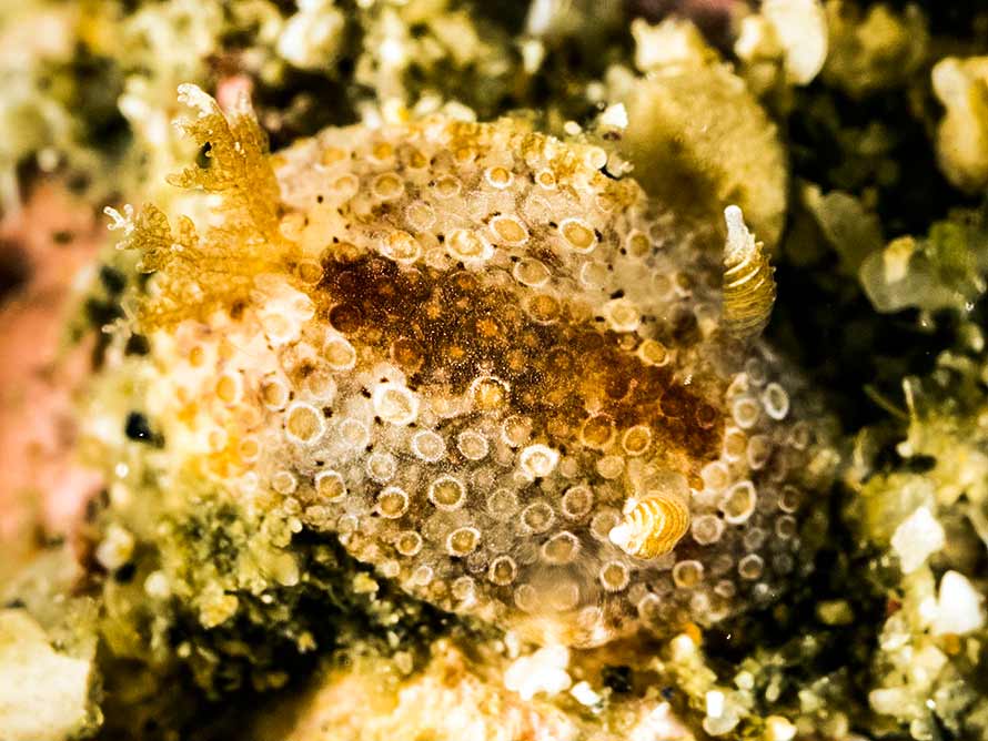 Carminodoris bifurcata