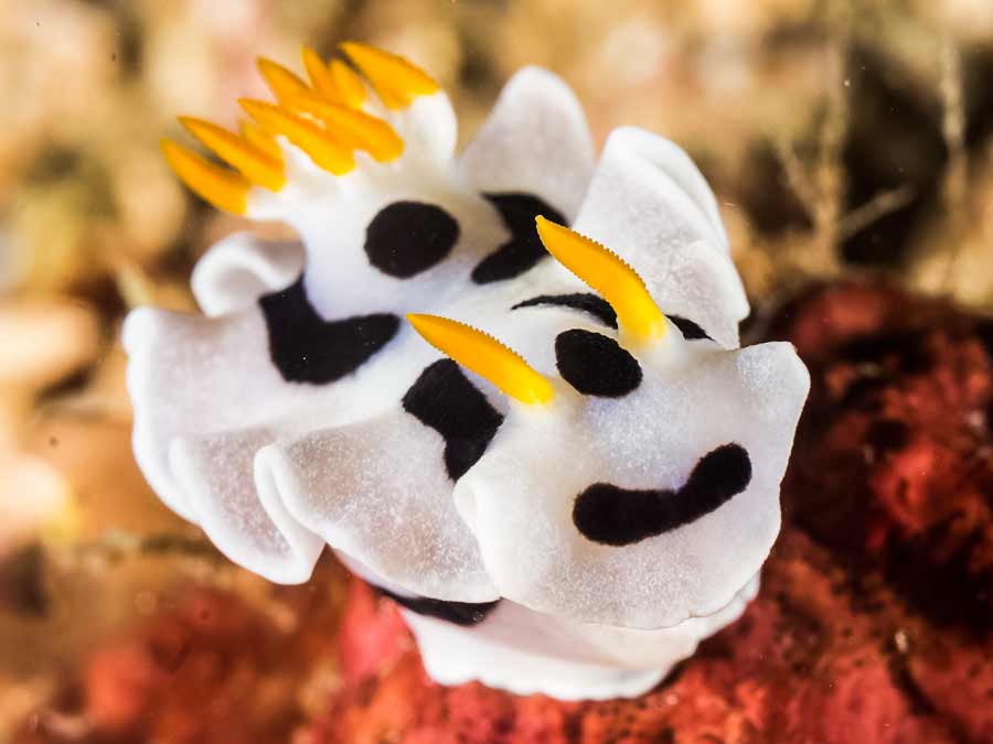 Chromodoris alcalai