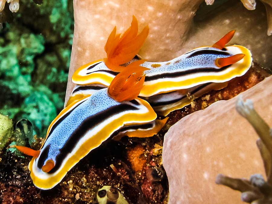 Chromodoris annae