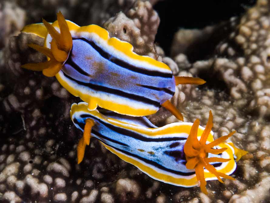 Chromodoris elisabethina