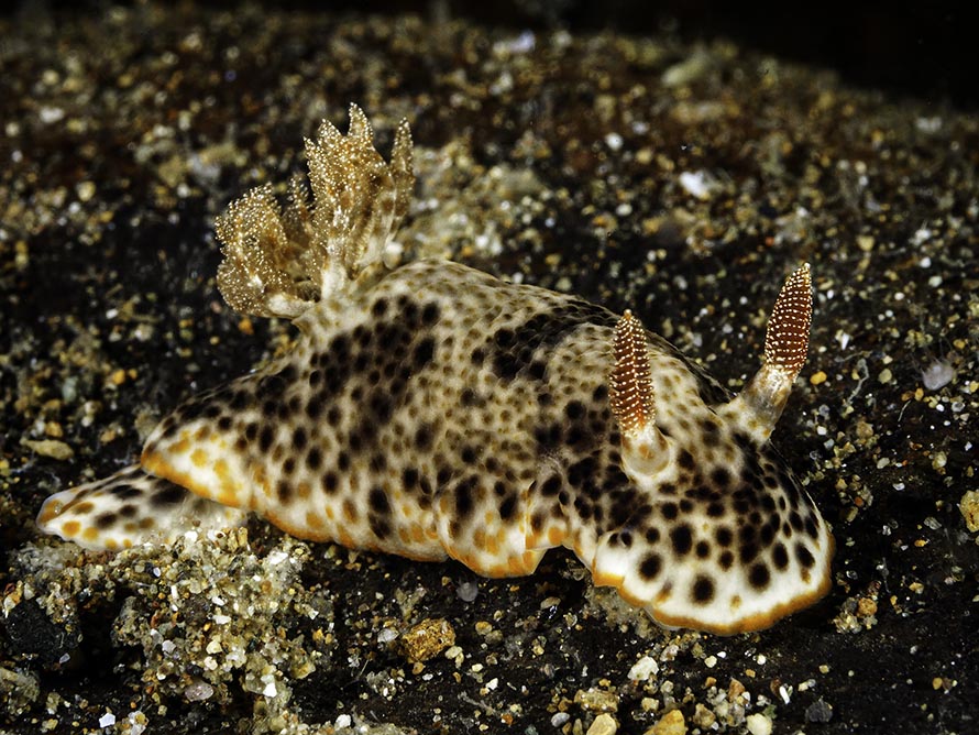 Chromodoris mandapamensis