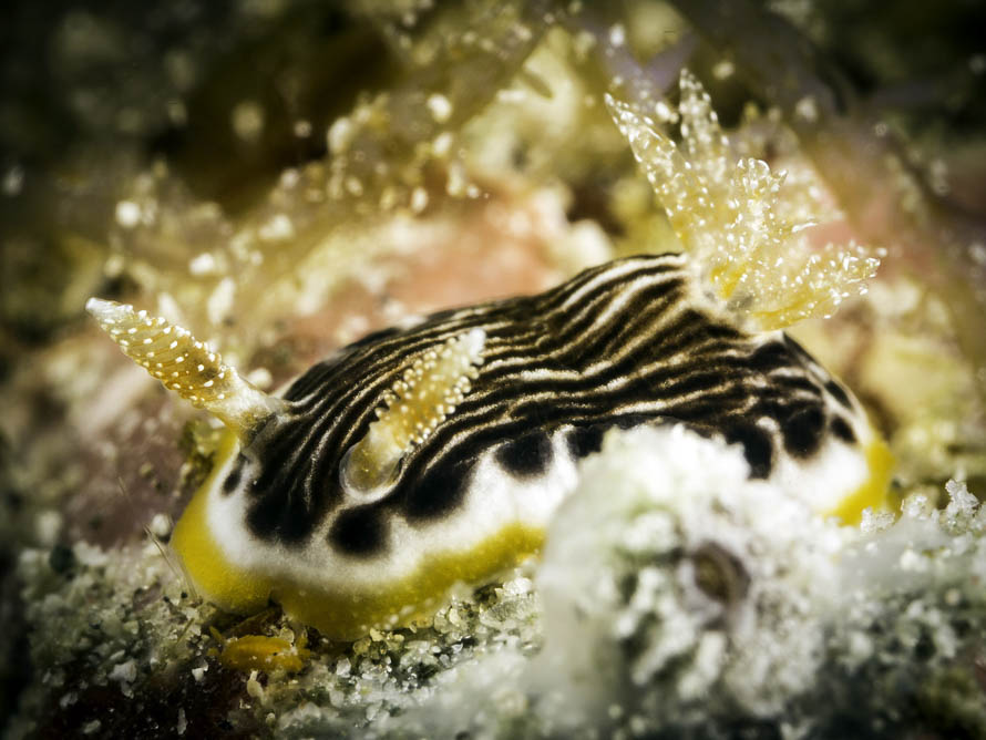 Chromodoris sp. 13