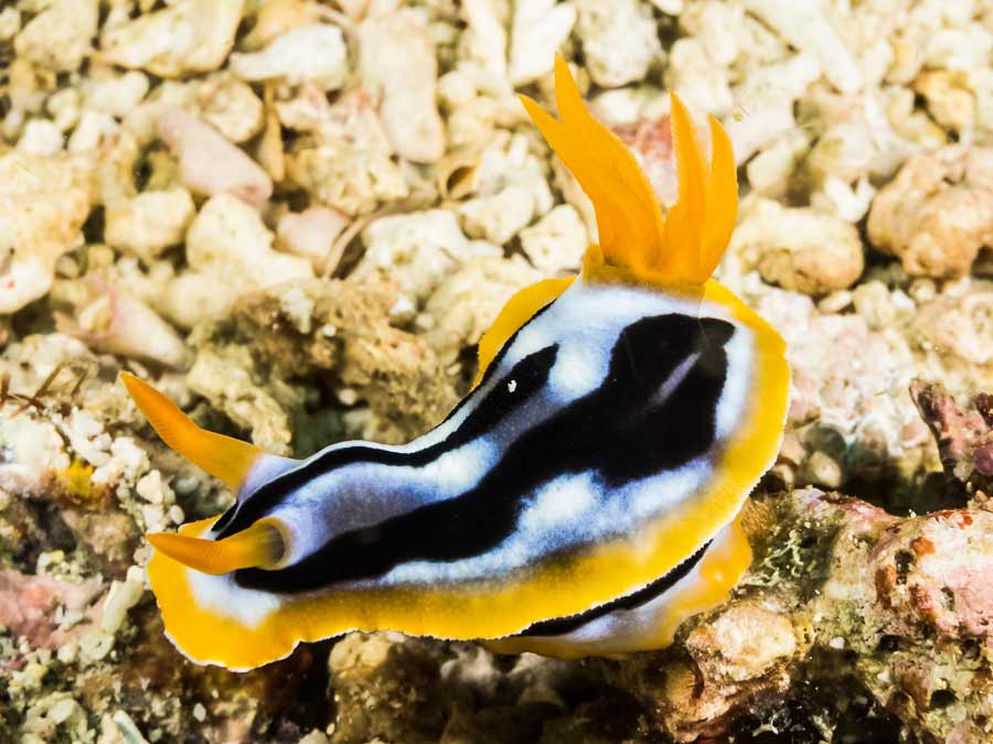 Chromodoris strigata