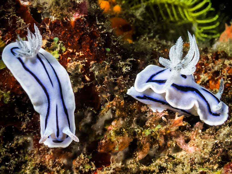 Chromodoris willani