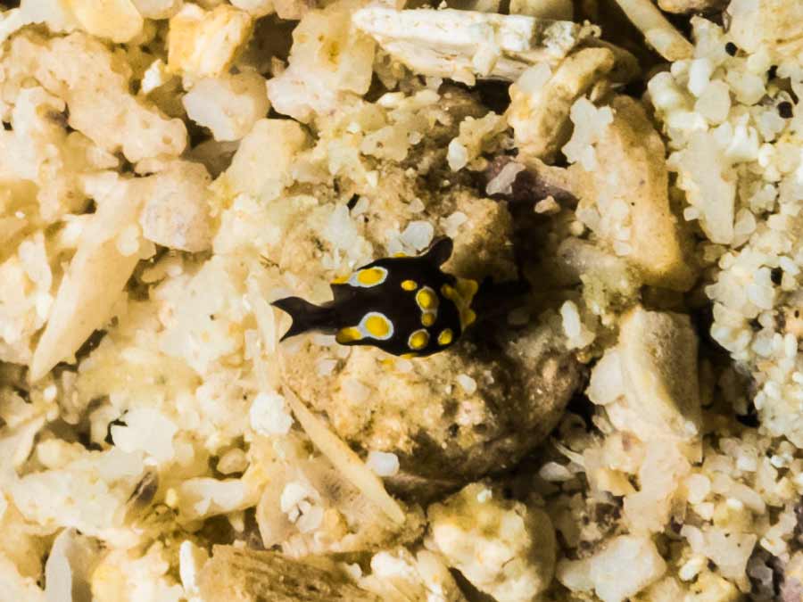 Colpodaspis thompsoni