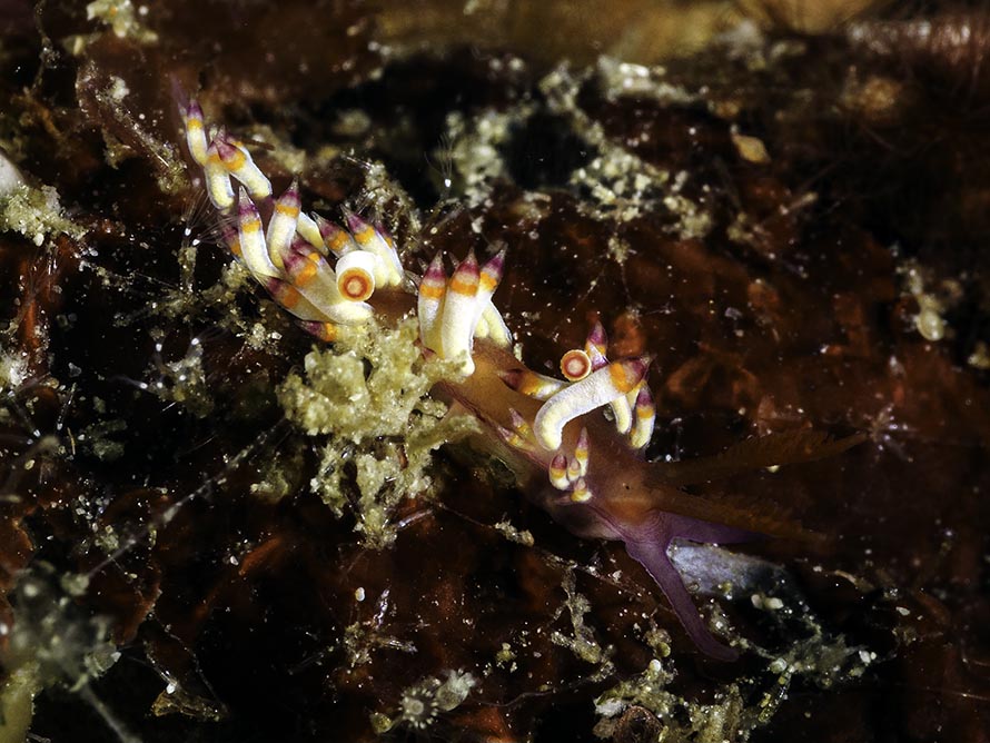 Coryphellina delicata