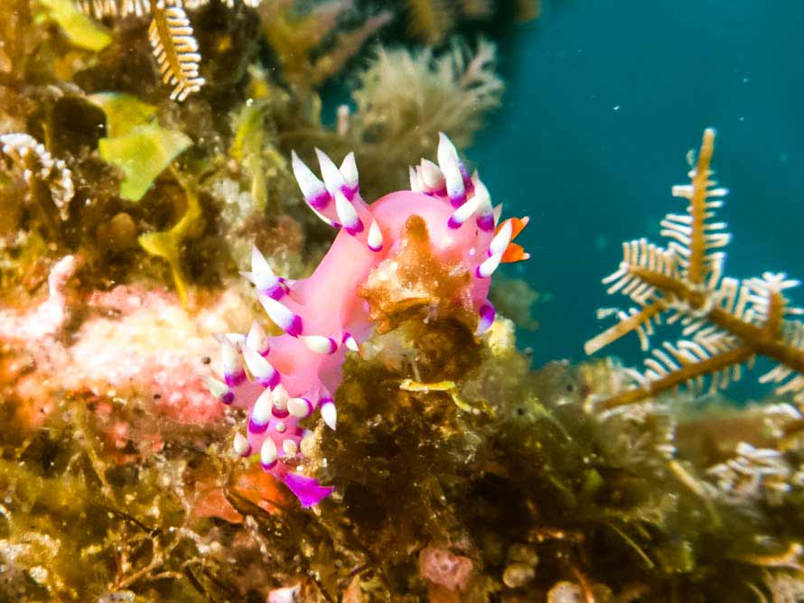 Coryphellina exoptata