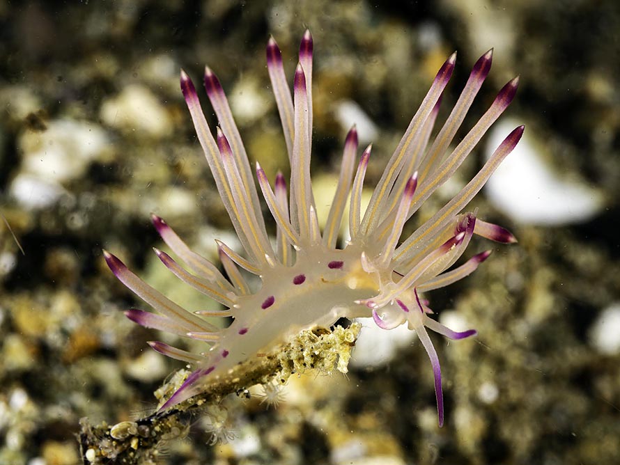 Coryphellina pseudolotus