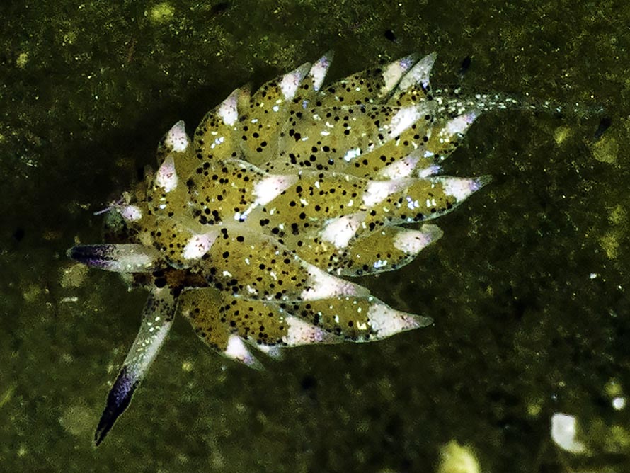 Costasiella kuroshimae