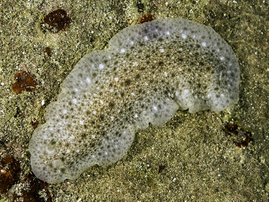 Dendrodoris elongata