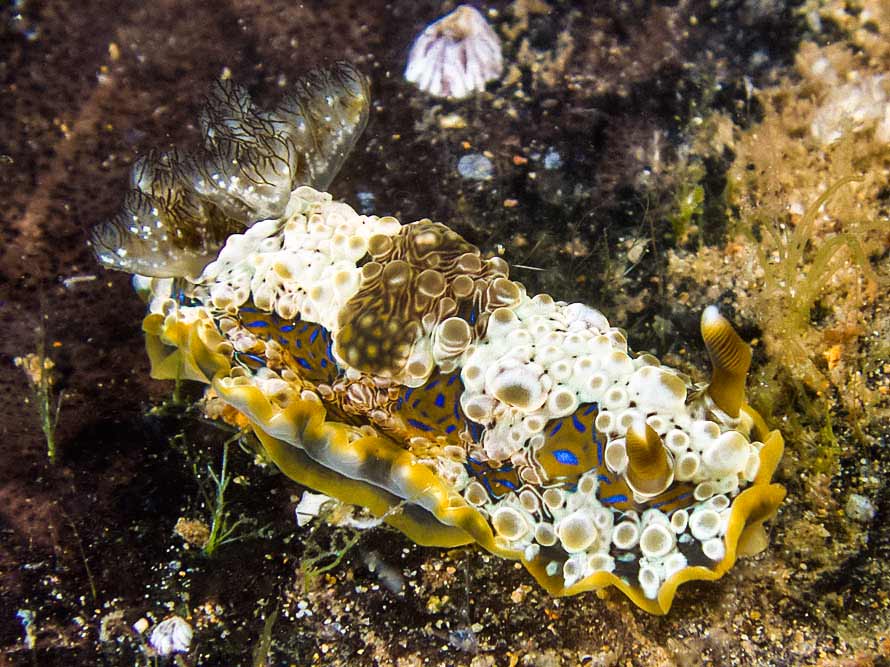 Dendrodoris krusensternii (Collingwood, 1881)