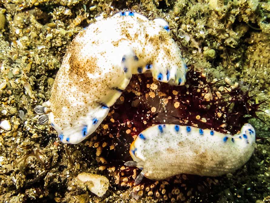 Dermatobranchus caeruleomaculatus