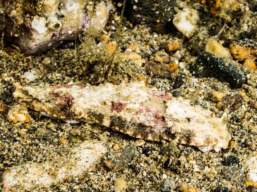 Dermatobranchus kalyptos