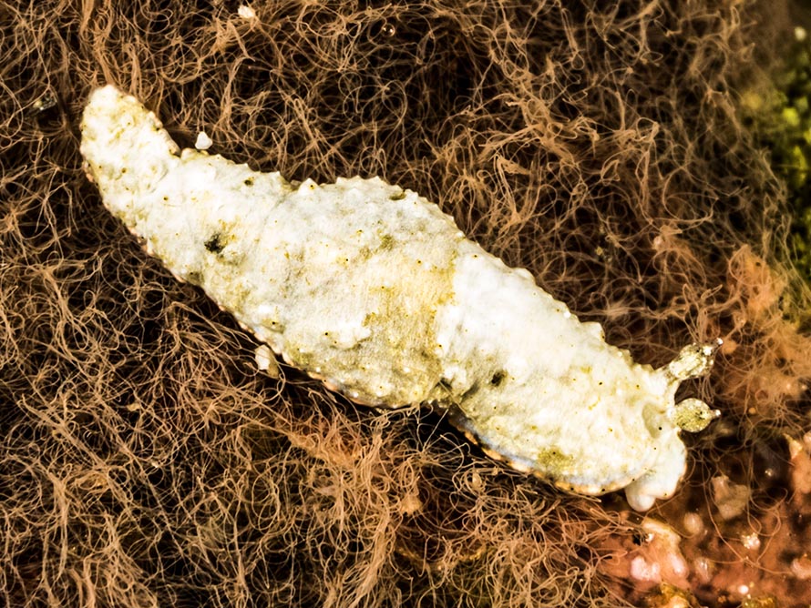 Dermatobranchus sp. 18