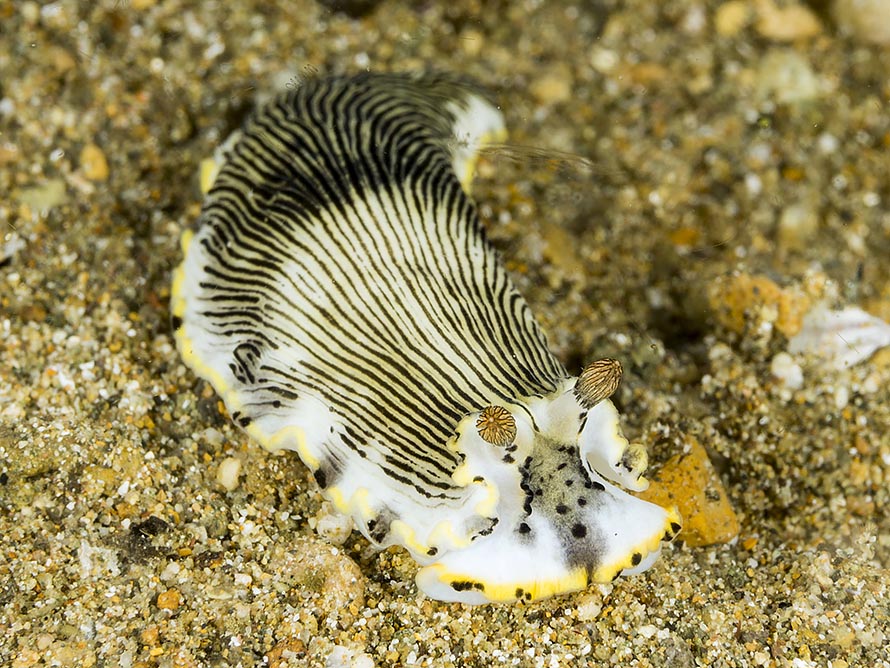 Dermatobranchus sp. K