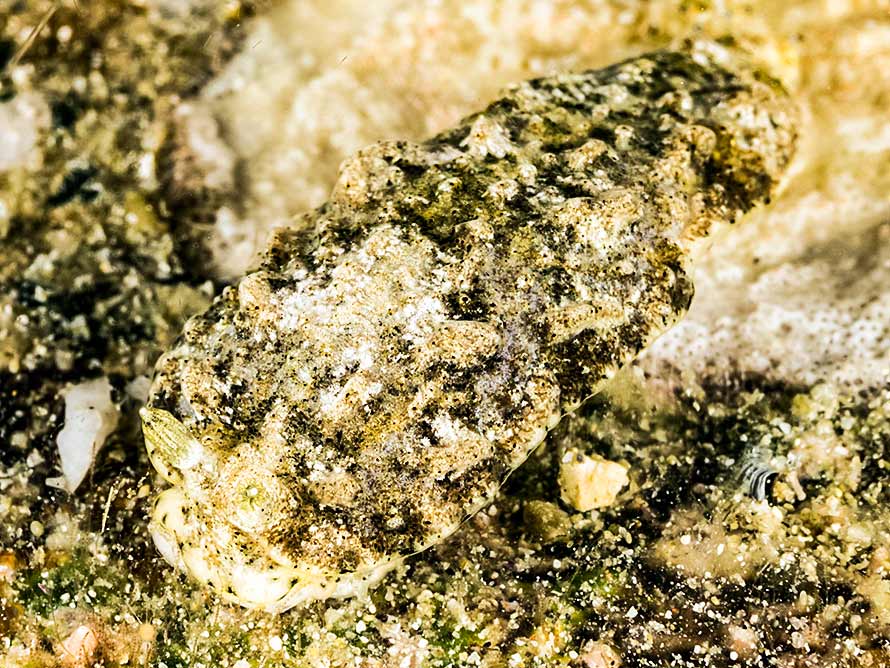 Dermatobranchus tuberculatus