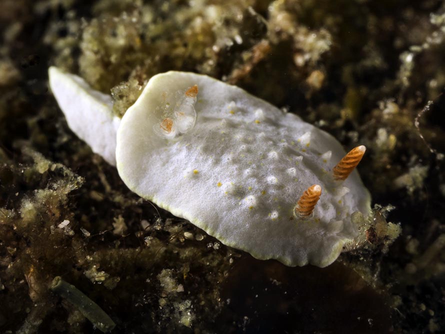 Diaphorodoris sp. 2