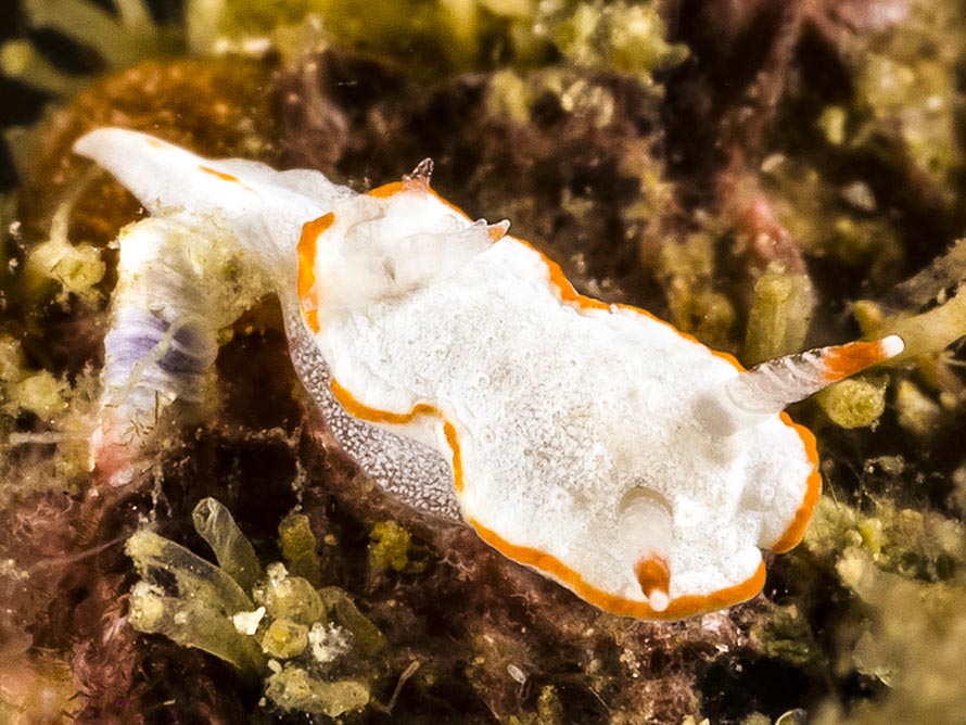 Diaphorodoris sp. A