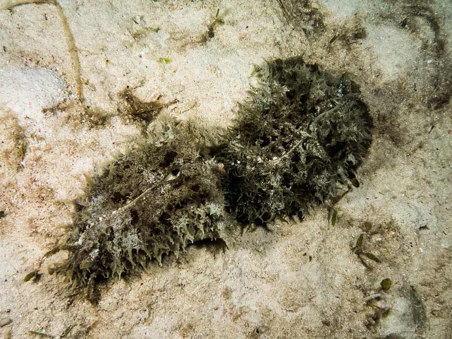 Dolabella auricularia (Lightfoot 1786)