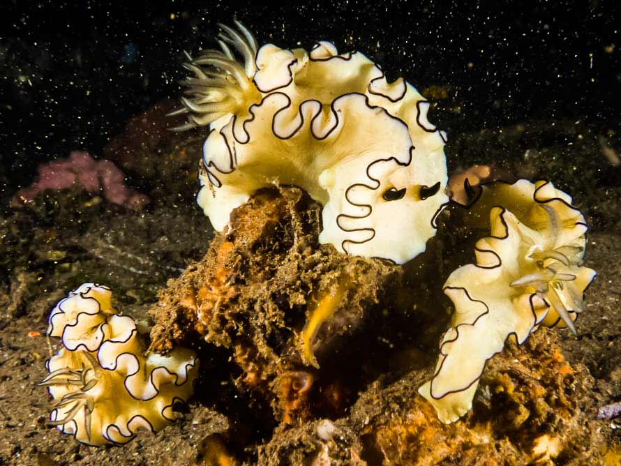 �Doriprismatica� atromarginata