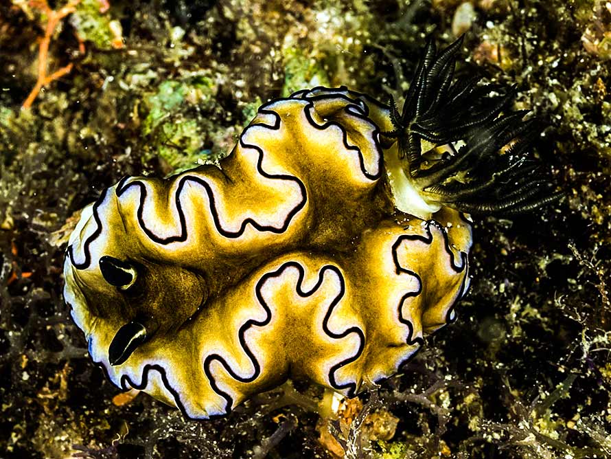 Doriprismatica sibogae