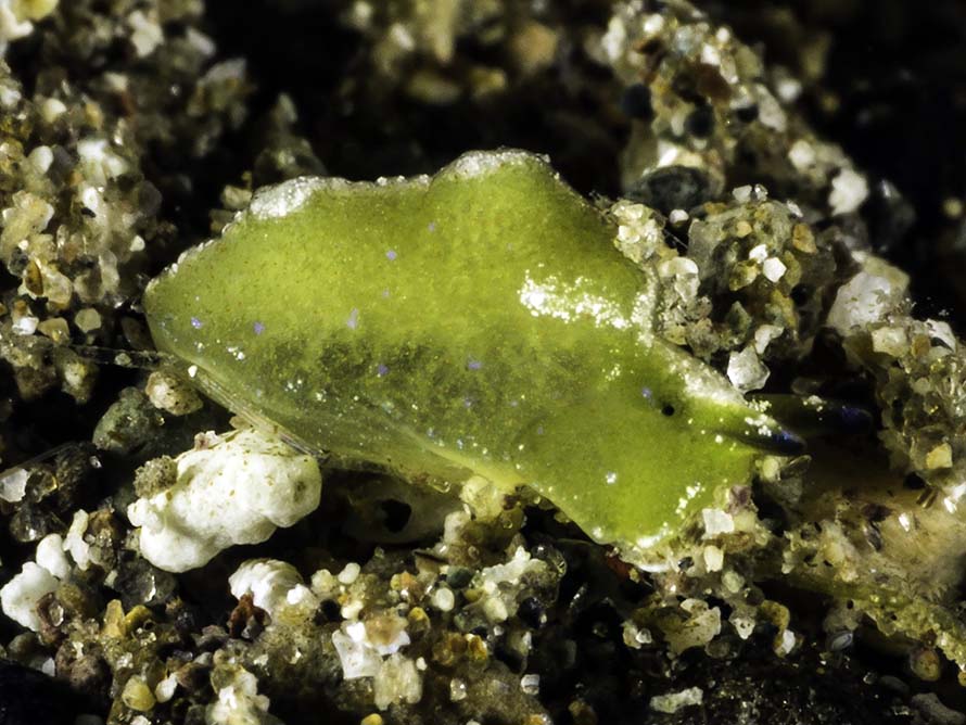 Elysia sp. 40