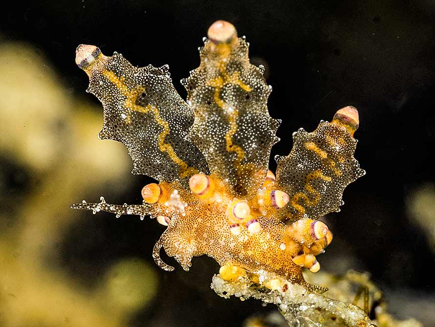 Eubranchus mandapamensis