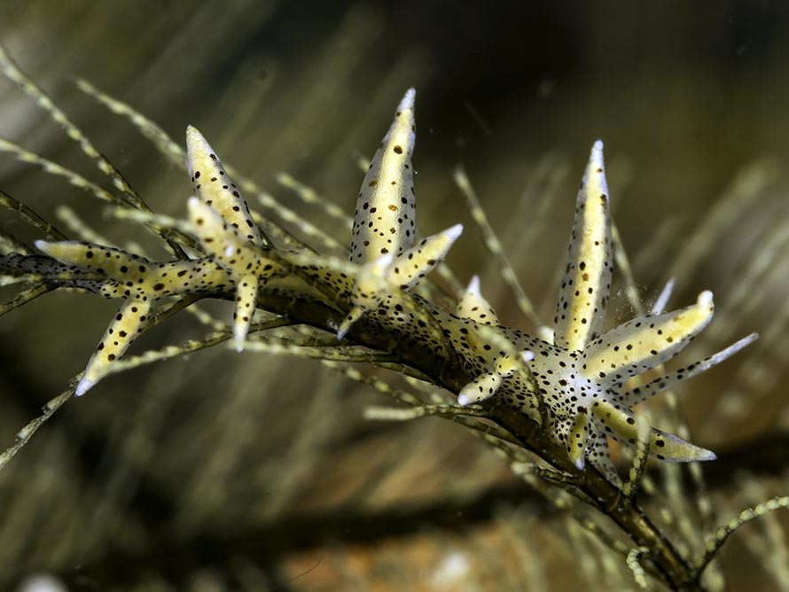 Eubranchus sp. 28