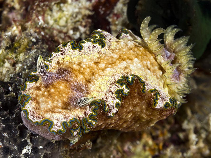Glossodoris acosti