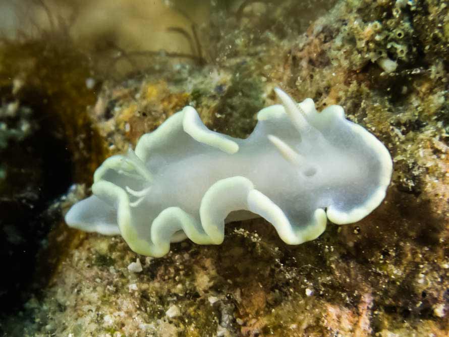 Glossodoris buko