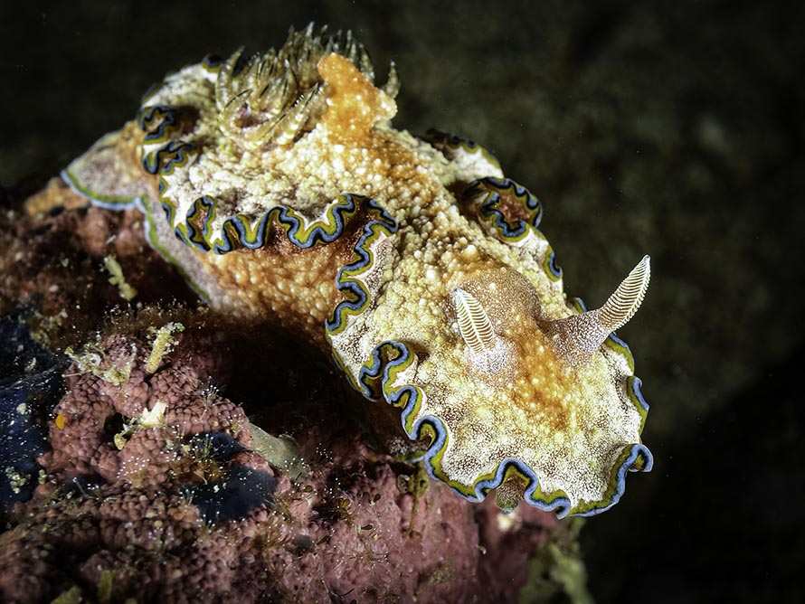 Glossodoris cf. cincta
