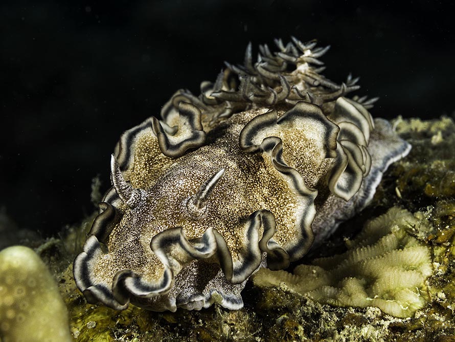 Glossodoris hikuerensis