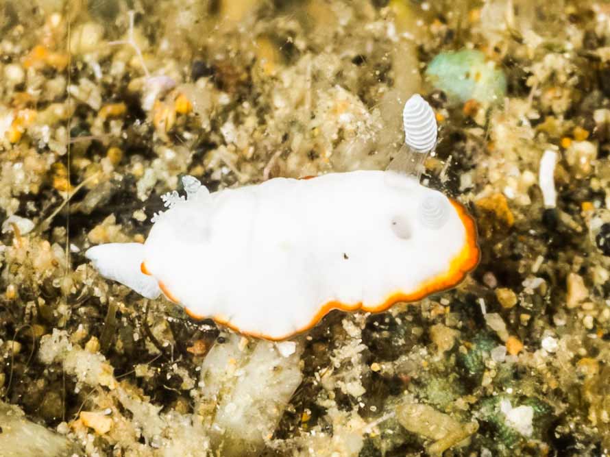 Goniobranchus albonares