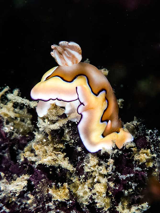 Goniobranchus coi