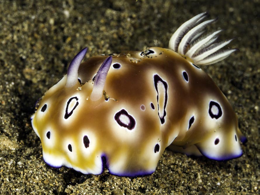 Goniobranchus leopardus