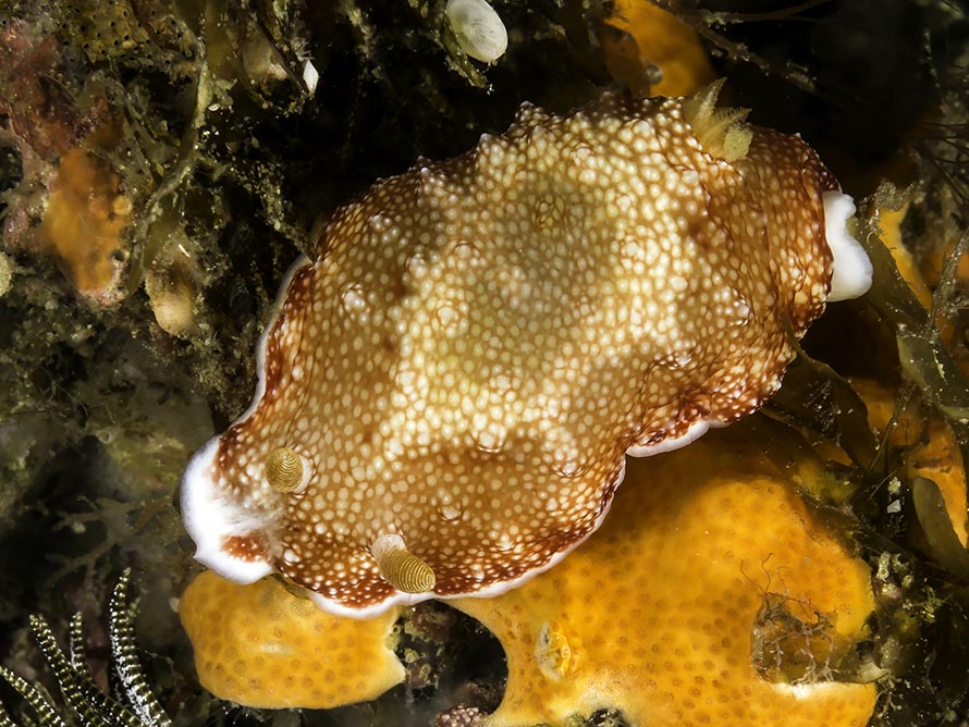 Goniobranchus sp. A
