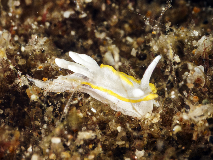 Goniodoridella geminae