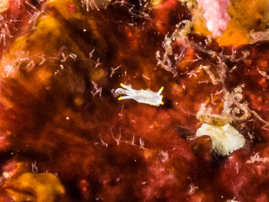 Goniodoridella savignyi