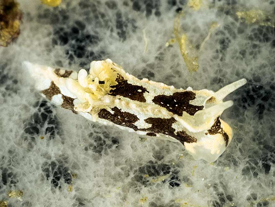 Murphydoris sp. A