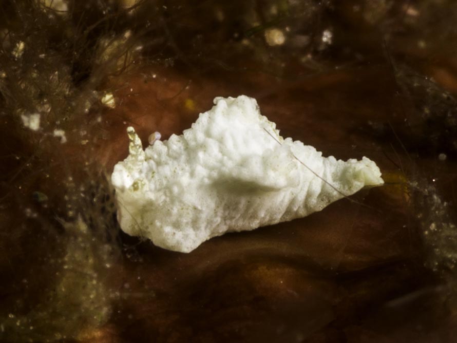 Goniodoridella sp. 5
