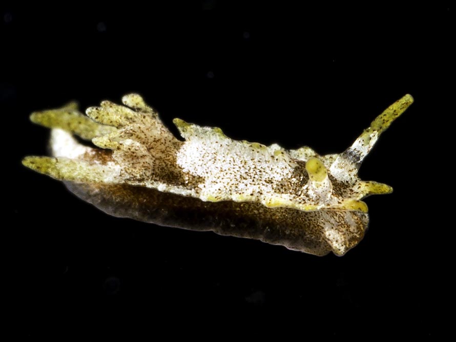 Goniodoridella sp. F