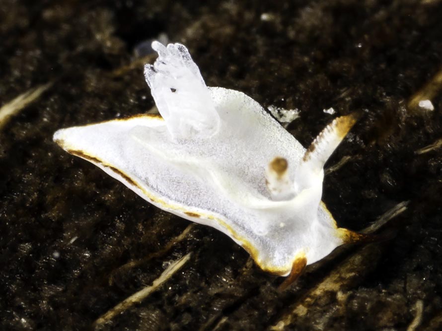Goniodoris sp. 6