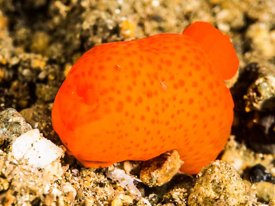 Gymnodoris citrina