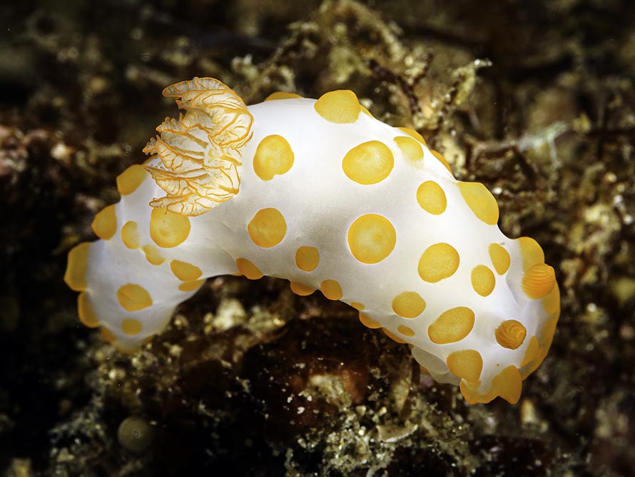 Gymnodoris impudica