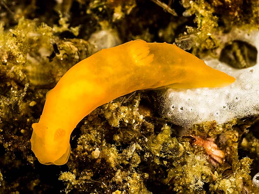 Gymnodoris sp. A