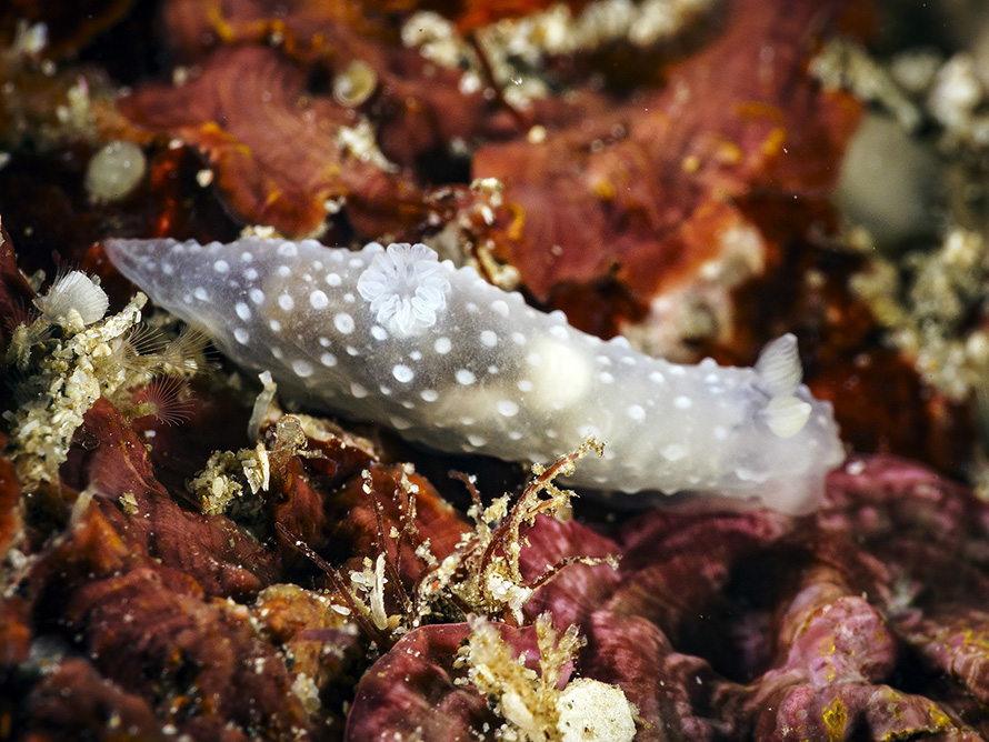 Gymnodoris tuberculosa