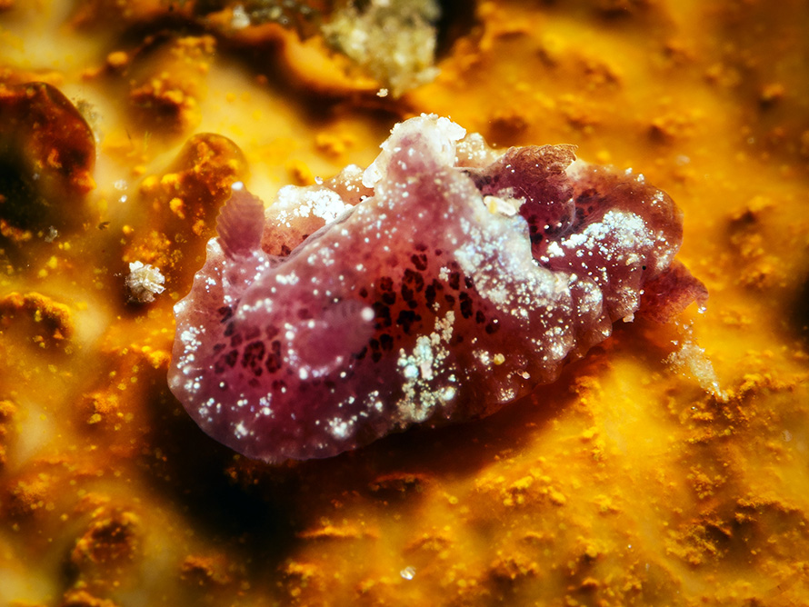 Hallaxa hileenae