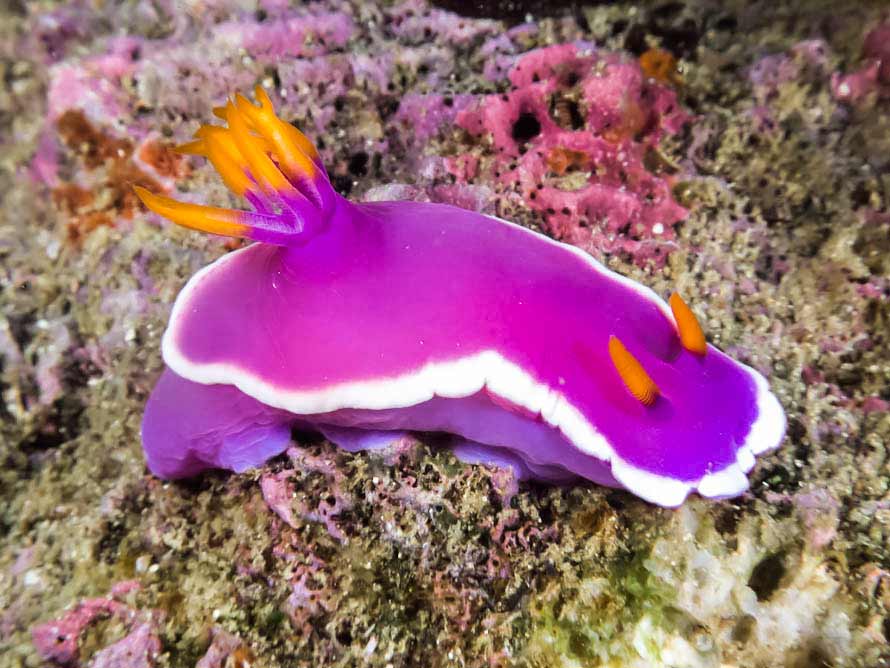 Hypselodoris apolegma