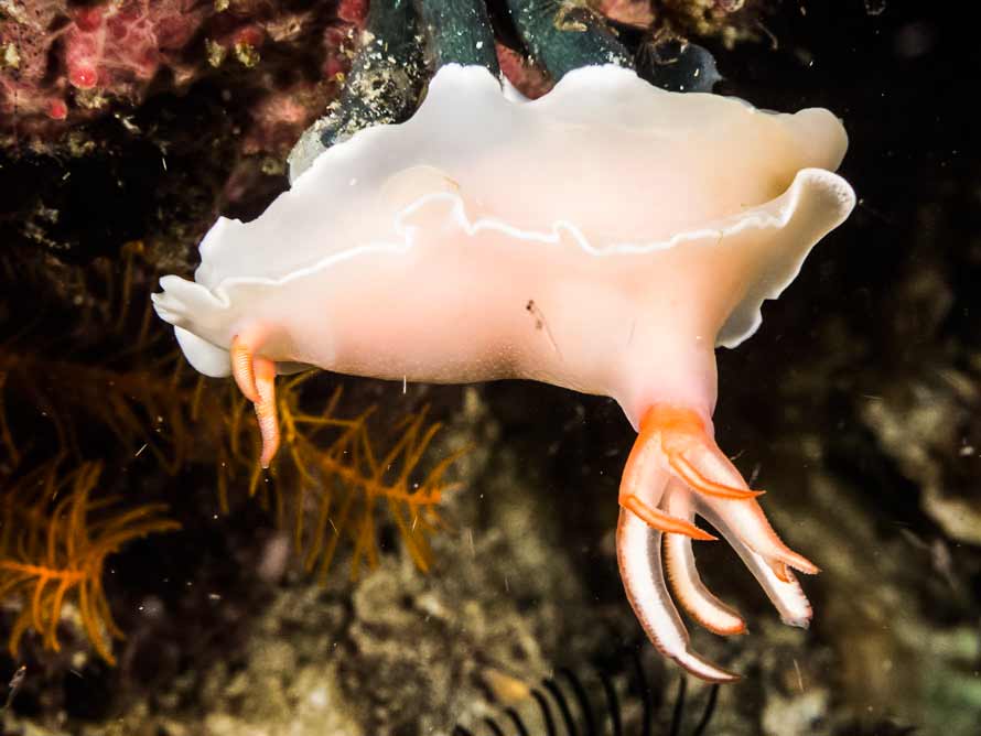 Hypselodoris bullockii