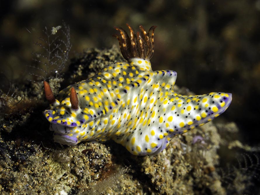 Hypselodoris confetti